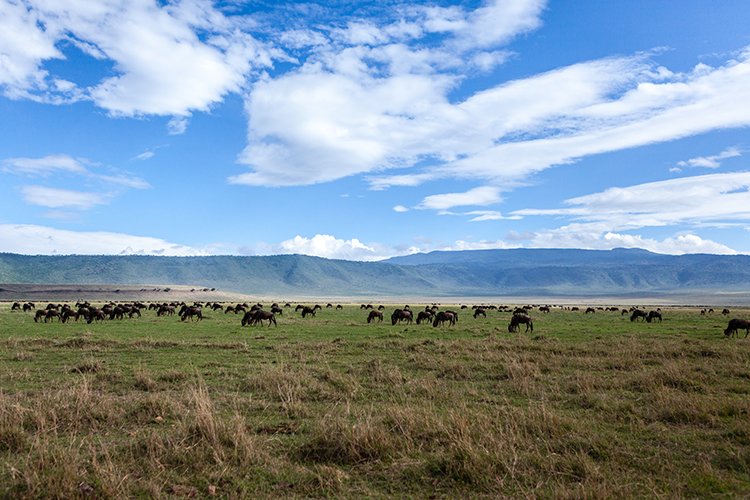 TZA ARU Ngorongoro 2016DEC26 Crater 050